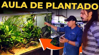 🔴APRENDA A CUIDAR DE UM AQUÁRIO PLANTADO LOW TECH COM O AQUAPAISAGISTA PROFISSIONAL DIEGO |Mr. Betta