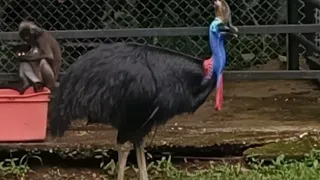 Birds 🐦 in Zoo Melaka #animals #wildlife #pet #asmr #birds