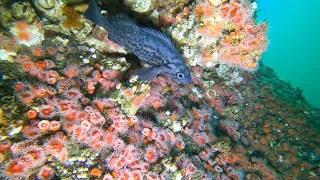 Scuba Dive the Kelp Forest of McAbee Pinnacle, Monterey, California