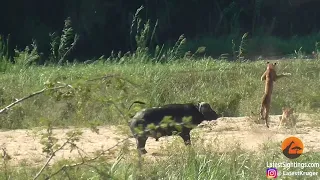 Buffalo Launches Lion into Air to Save Lizard !UTubeAnimalTv!