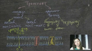 Транспорт веществ через мембрану