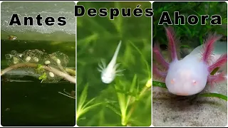 Seguimiento a puesta de ajolotes, axolotl, Ambystoma Mexicanum, huevos de ajolotes/Chilango Pez