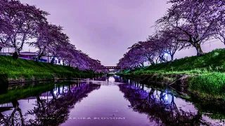 CHILLOUT AMBIENT PSY CHILL RELAXING MUSIC - Sakura blossom