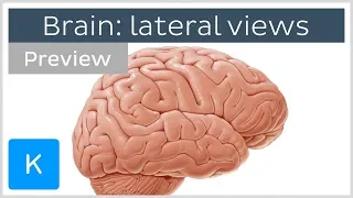 Brain: structures seen from the lateral view (preview) - Human Neuroanatomy | Kenhub