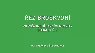 Řez broskvoní - po poškození jarními mrazíky (7. díl)