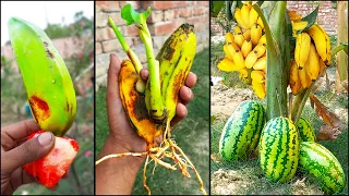 Best Garden Growing Banana tree Use Watermelon Get fruit incredible