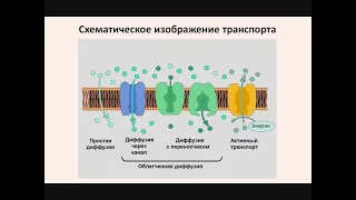 Транспорт веществ через плазматическую мембрану