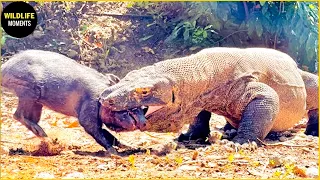 Komodo Dragon Pays Dearly When It Tries To Swallow Wild Boar, What Happens Next In Animal World?