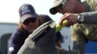 The Story of Shark Tracker Light Lager