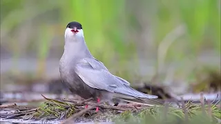 Белощекая крачка, Chlidonias hybrlda, Rybitwa białowąsa, Bjelobrada čigra, Whiskered Tern