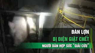 Đàn lợn sắp xuất chuồng bị điện giật, người dân hợp sức “giải cứu” | VTC14