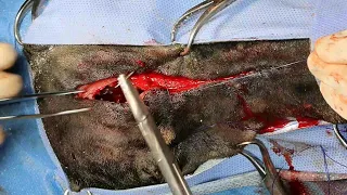 dorsal rhinotomy in a dog for carcinoma