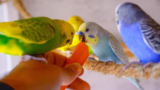 ASMR BIRD || Budgie Sounds || Chirping in the morning