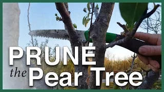 Prune your fruit trees with confidence!