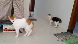 Kucing loh bisa main bareng I edisi lebaran di rumah saja