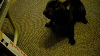 French Bulldog Is Anxious for Pull-ups Part 3