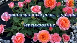 Почвопокровные розы  3 часть.Черенкование. Питомник растений Е.Иващенко.