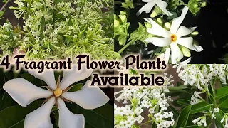 4 Fragrant Flower Plants Available, खुशबू से भरे 4 फूलों के पौधे कहां से खरीदें