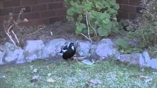 Australian Magpie/ Сорока Магпай