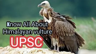 Himalayan Vulture @upsctutorial #speciesinnews #factforprelims #upsc23 #indianbiodiversity