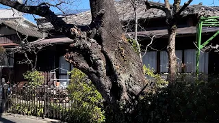 Tokyo Tokiwadai walk [4K HDR]