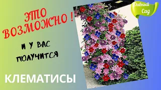 КРАСИВО, ГЛАЗ НЕ ОТОРВАТЬ! Как я подбираю СОРТА КЛЕМАТИСОВ на одну опору! Совместная посадка!