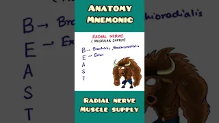 Radial Nerve : muscle supply - mnemonic | #shorts