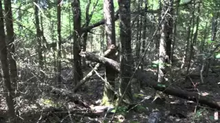 Longest Bigfoot trackway ever found.  Northern Minnesota Border March 2012