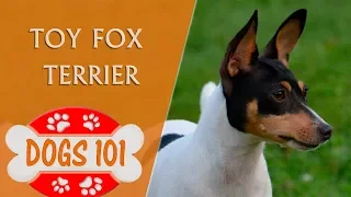 Dogs 101 - TOY FOX TERRIER - Top Dog Facts About the TOY FOX TERRIER