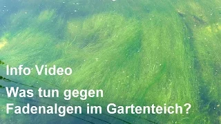 Fadenalgen im Gartenteich - Was tun, um Fadenalgen zu bekämpfen? - Video-Info lesen!