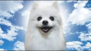 Top 10 Gabe the Dog Remixs | R.I.P Gabe..