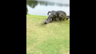 crocodile fight #Shorts