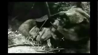 WWll -Footage  Russians Use a Dog as a Suicide Bomber (1943)