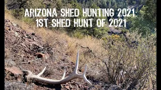 Arizona Shed Hunting 2021: 1st Shed Hunt of 2021