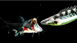 Top 5 Craziest Gulper Catfish AttackGulper Catfish Eating Flowerhorn Fish, Bichir, Koi Fish,Cichlid