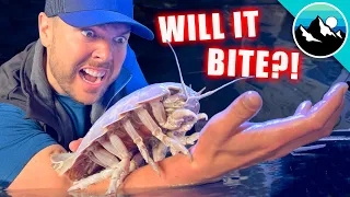 BITTEN by a DEEP SEA CREATURE?!