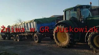 Jęczmień pod kosę. Żniwa w GR Juskowiak. Claas Dominator 108 SL, Massey Ferguson 6480.