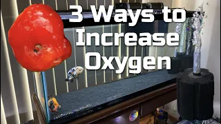 THREE WAYS TO INCREASE OXYGEN LEVEL IN A FISH TANK