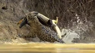 Jaguar vs croco combat à mort!!! incroyable!!