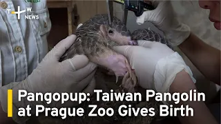 Pangopup: Taiwan Pangolin at Prague Zoo Gives Birth | TaiwanPlus News