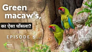 Great Green Macaw parrot की जंगली आबादी  | Episode 4 | Hindi Documentry.
