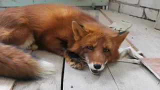 Two foxes argue over my house - Red Fox Sounds