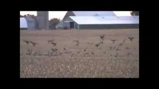 Canada Geese Calling each other 2012.....loudavid001