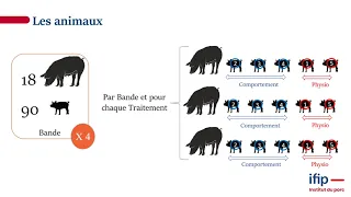 Evaluation de protocoles associant tranquillisation, analgésie et anesthésie lors de la castration