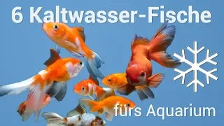 6 Fische fürs Kaltwasseraquarium ❄🌊