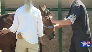 15 surrendered horses receive care at DCSO Rescue Ranch