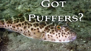 Catching, Cleaning and Cooking Toadies! Checkered Puffer! Tasty Tuesday 31