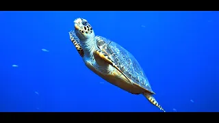 Cozumel (Mexico) scuba diving 2022, over 60 min of underwater scenery with relaxing music