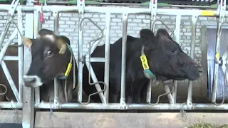 На Сумщині фермерам виплачуватимуть дотації за утримання корів