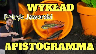 PATRYK JAWORSKI - APISTOGRAMMA      #wykład #SGGW #pielegniczka